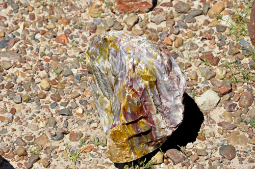 a piece of of heavily mineralized petrified wood on the Giant Logs Trail